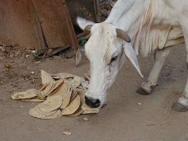 Gwalior